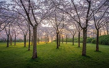 Cherry Orchard in Netherlands, blossoms, cherries, orchard, trees, Netherlands, sunrise HD wallpaper