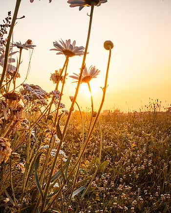 Captivating sunrise over a vibrant flower field in Cadzand, Netherlands in summer. HD phone wallpaper