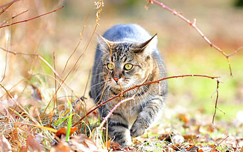 Animals, Grass, Cat, Branches, Fear, Misgiving HD wallpaper