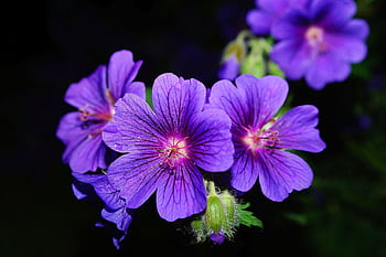 Close-up of vibrant purple geranium flowers with dark background. HD wallpaper