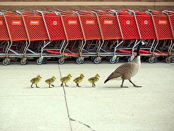 Follow Me, cool HD wallpaper