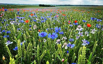 Flowering Grain Field, field, Latvia, grain, flowers, wilde HD wallpaper