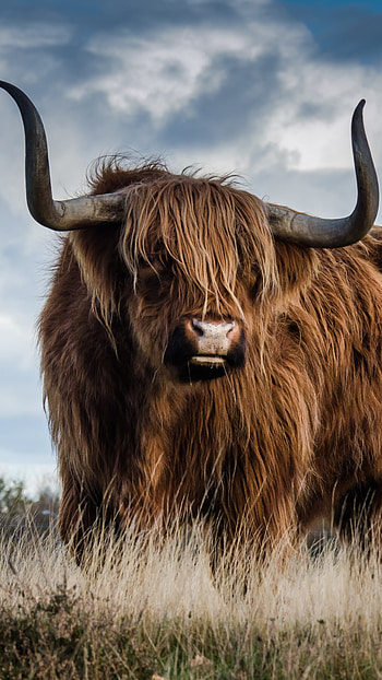 Bull, Sony Xperia HD phone wallpaper