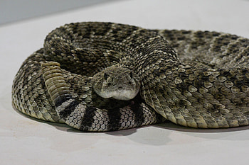 Texas snake handler, Rattlesnake festival, Deadly snakebite, Tragic incident HD wallpaper