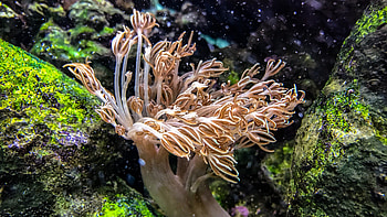 Sea Anemone, , , Baltana HD wallpaper
