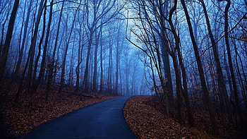 Blue Sky Alone Road, blue, sky, road, nature, trees HD wallpaper