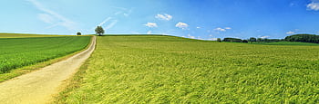 Expansive wheat field under blue sky with pathway stretching to the horizon. HD wallpaper