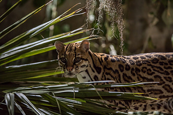 Ocelot, Relocation possibilities, Conservation efforts, Habitat preservation HD wallpaper