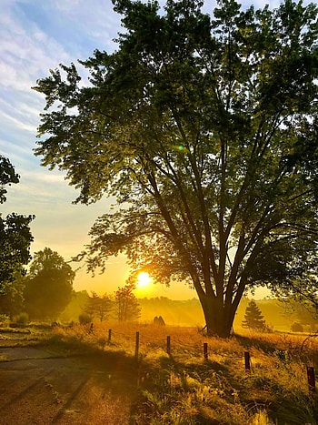 Nature, Plants, Sun, Wood, Beams, Rays, Tree HD phone wallpaper