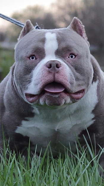 American Bully, Doggy HD phone wallpaper