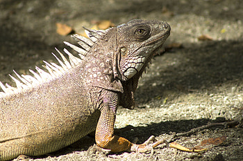 Animals, Shadow, Reptile, Iguana HD wallpaper