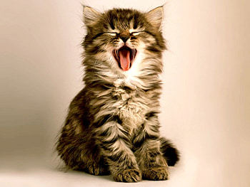 A SMILE for SHERRY ANN, animal, kitten, cat, adorable, friend, pet, gift HD wallpaper