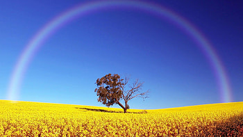 Real Rainbow Background HD wallpaper