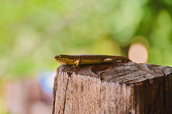 Animals, Brown, Wildlife, Lizard, Reptile HD wallpaper