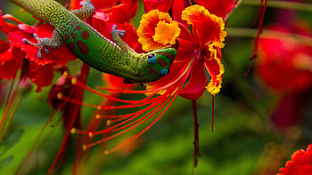 Madagascar day gecko marvel, Striking reptile, Ultra beauty, Nature's gem HD wallpaper