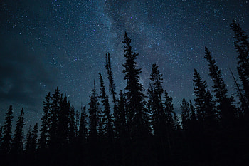 Trees, Stars, Night, Dark, Starry Sky HD wallpaper