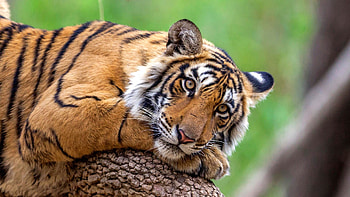 Tiger, tigru, pisici, big cat, animal HD wallpaper