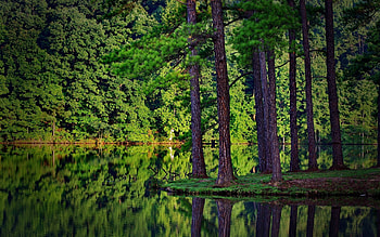 Pine Tree, Backgrounds HD wallpaper