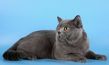 Animals, Cat, To Lie Down, Lie, Fat, Thick, Briton, Shoot, ession HD wallpaper