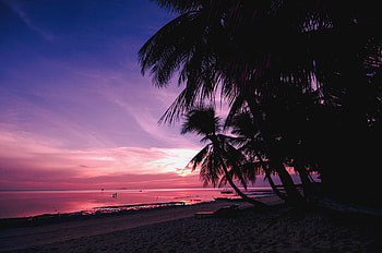 Nature, Sunset, Beach, Palms, Shore, Bank, Branches, Tropics HD wallpaper