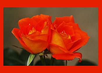 Beauty Reflects That of The One That Holds It, color, thankfulness, yours, beautiful, gift, orange, beauty, rose, great people, flower, love, carot, yellow, red, friendship, joy HD wallpaper