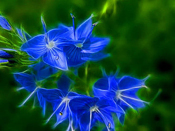 BLUES, blue, flowers, green, beauty HD wallpaper