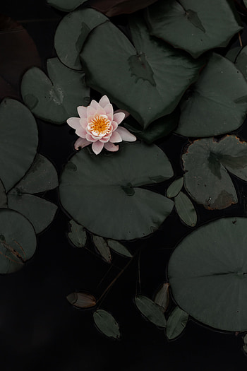 Flowers, Lotus, Swamp, Flower, Plant HD phone wallpaper