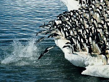 Animals, Winter, Water, Pinguins, Sea, Antarctica, Arctic HD wallpaper