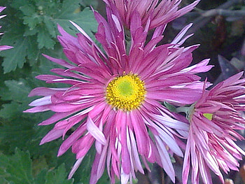 flower, nature, flowers HD wallpaper