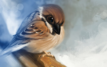 Birds HD wallpaper