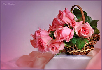 Still life, pink, nature, flowers, roses HD wallpaper