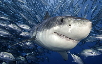 moving fish, fish, school, shark, ocean HD wallpaper