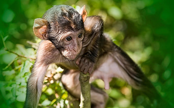 Animals, Grass, Glare, Monkey HD wallpaper
