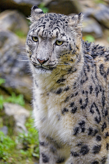 Animals, Snow Leopard, Predator, Big Cat, Animal, Irbis HD phone wallpaper
