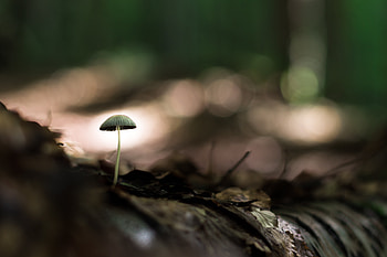 Leaves, Macro, Close-Up, Land, Earth, Mushroom HD wallpaper