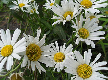 Flowers, Grass, Summer, Camomile, Greens, Polyana, Glade HD wallpaper