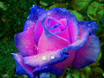 hint_of_blue., blue, rose, wet, 3d, nature HD wallpaper