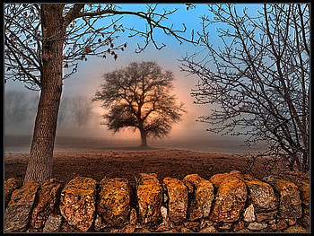 Coming of the Fog, fog, other, nature, sunset, stones, tree HD wallpaper