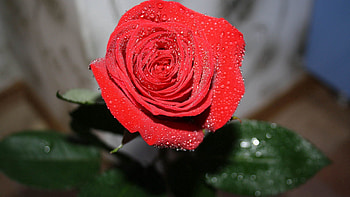 Drops, Macro, Rose Flower, Rose, Petals HD wallpaper