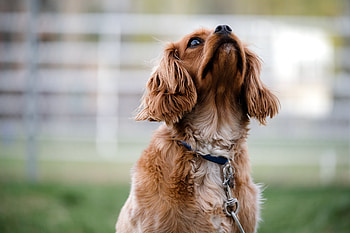 Animals, Dog, Muzzle, Collar HD wallpaper