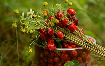 Plants, Food HD wallpaper