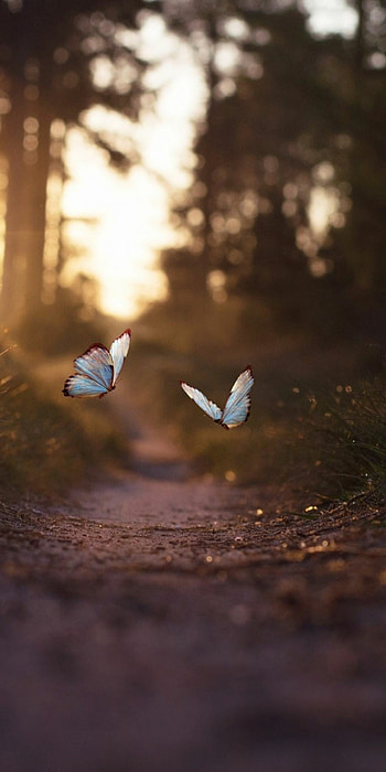 Top quality butterfly , Stunning macro graphy, Vibrant colors and patterns, Delicate and beautiful creatures HD phone wallpaper