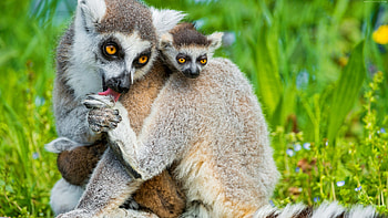 Ring Tailed Lemur, Animals, Cute lemur , Top backgrounds HD wallpaper