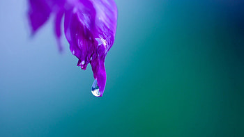 Background, Macro, Petals, Drop HD wallpaper