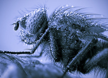 Shivers Down My Spine, blue, nature, bug, shivers HD wallpaper