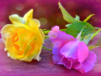 Roses, pink, petals, yellow, nature, flowers HD wallpaper