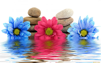 Plants, Flowers, Water, Stones, Still Life HD wallpaper