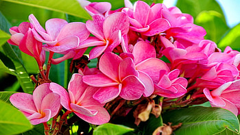 Pink Plumeria in Spring, Hawaii, beautiful, usa, petals, blossoms HD wallpaper