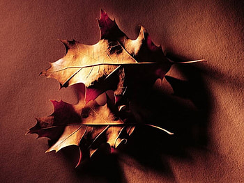 Dry Leaves, on golden brown HD wallpaper