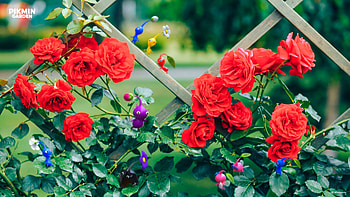 Pikmin in Bloom: Floral Adventure, Pikmin HD wallpaper